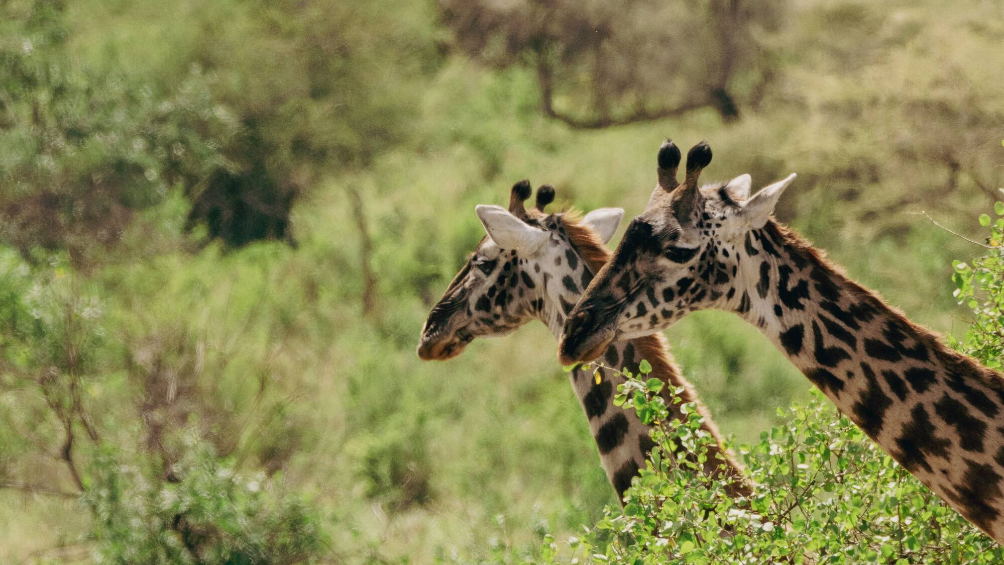 giraffes standing in a forest