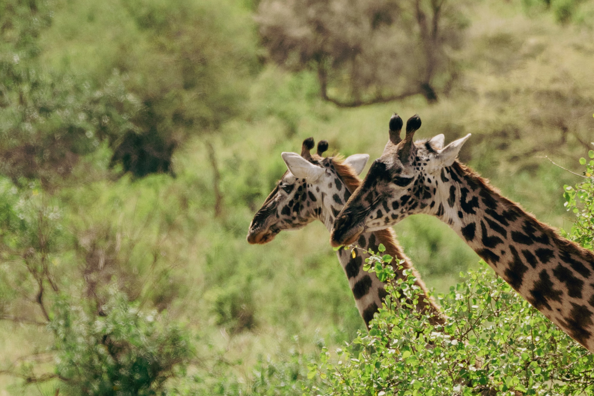 giraffes standing in a forest
