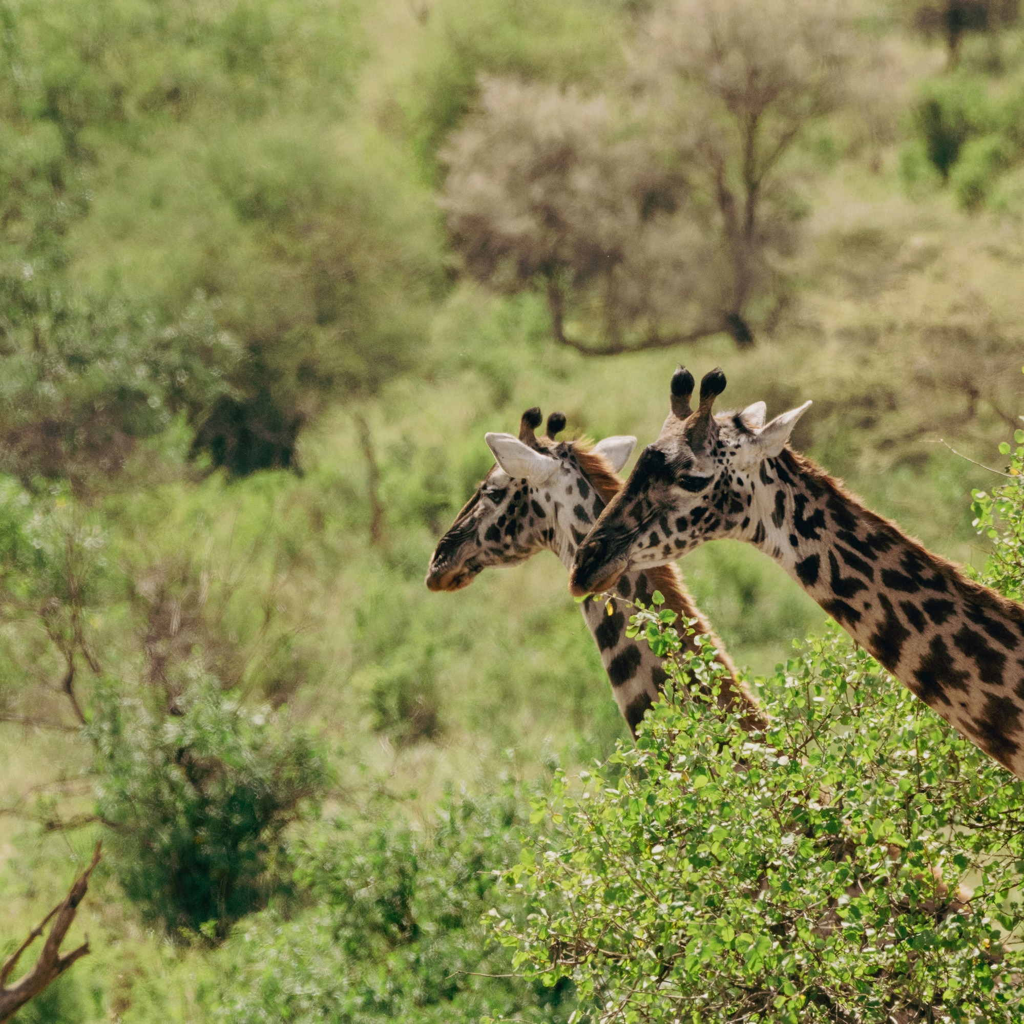 giraffes standing in a forest