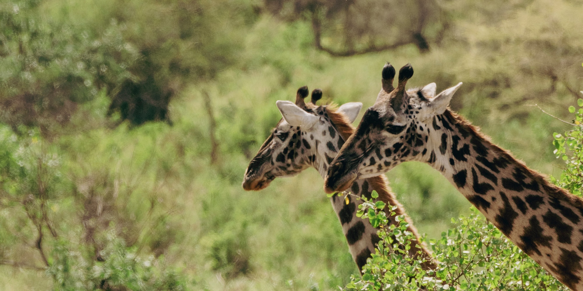 giraffes standing in a forest
