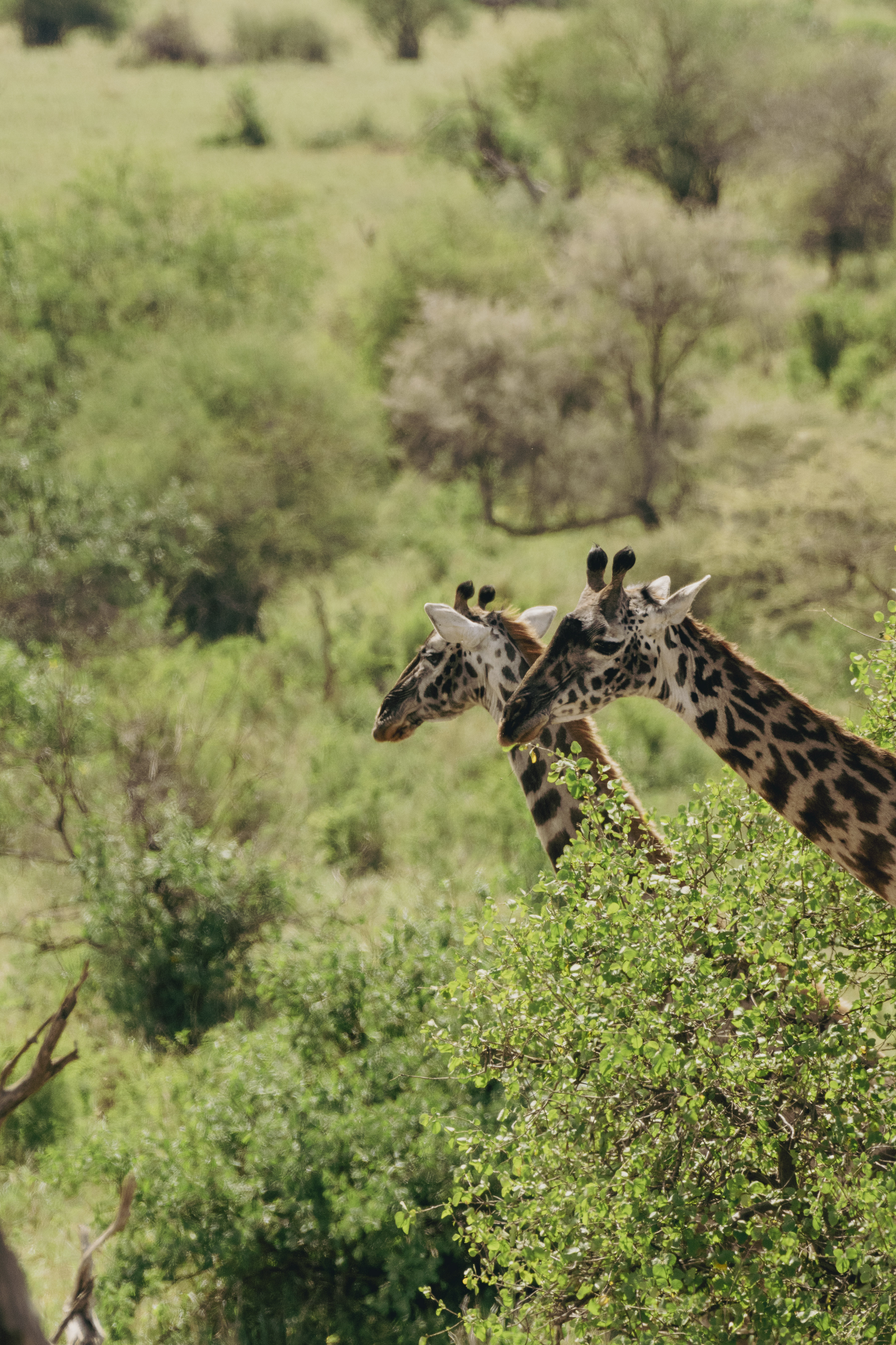 Two giraffes browsing green leaves in an African savanna.