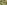 Two giraffes browsing green leaves in an African savanna.