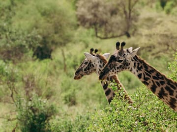 giraffes standing in a forest
