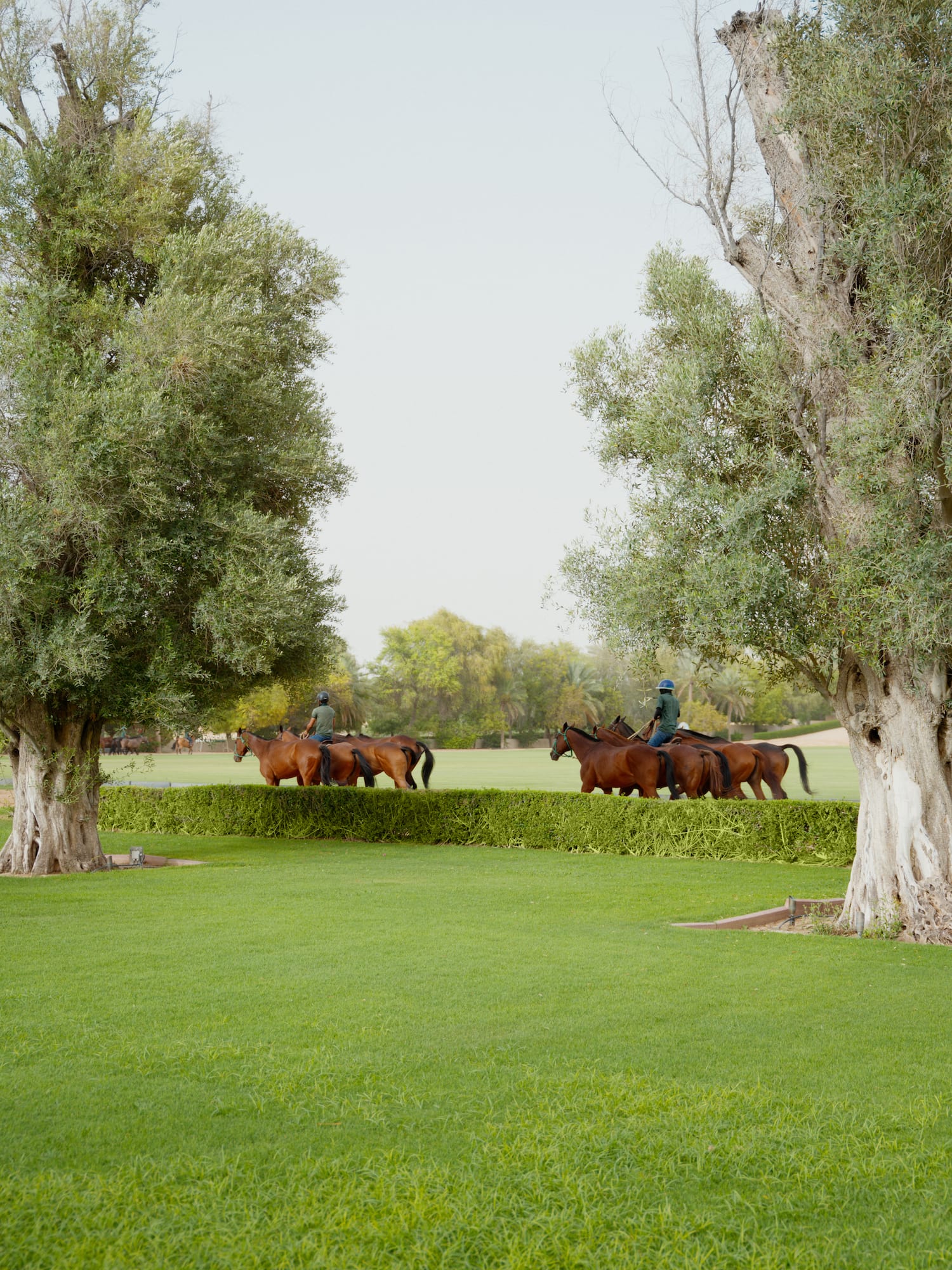 Polo riders on brown horses trot on a green field framed by trees.
