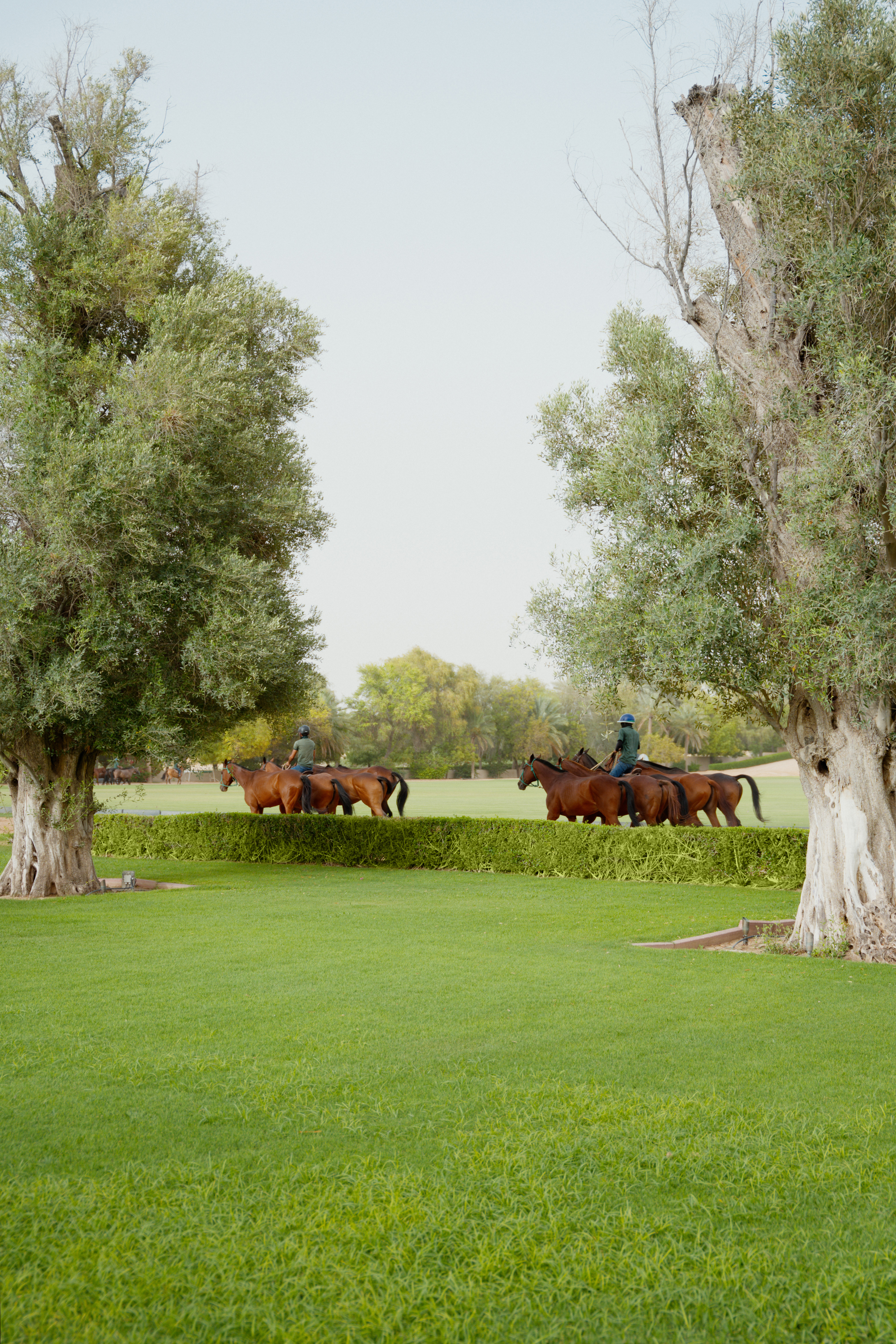 Polo riders on brown horses trot on a green field framed by trees.