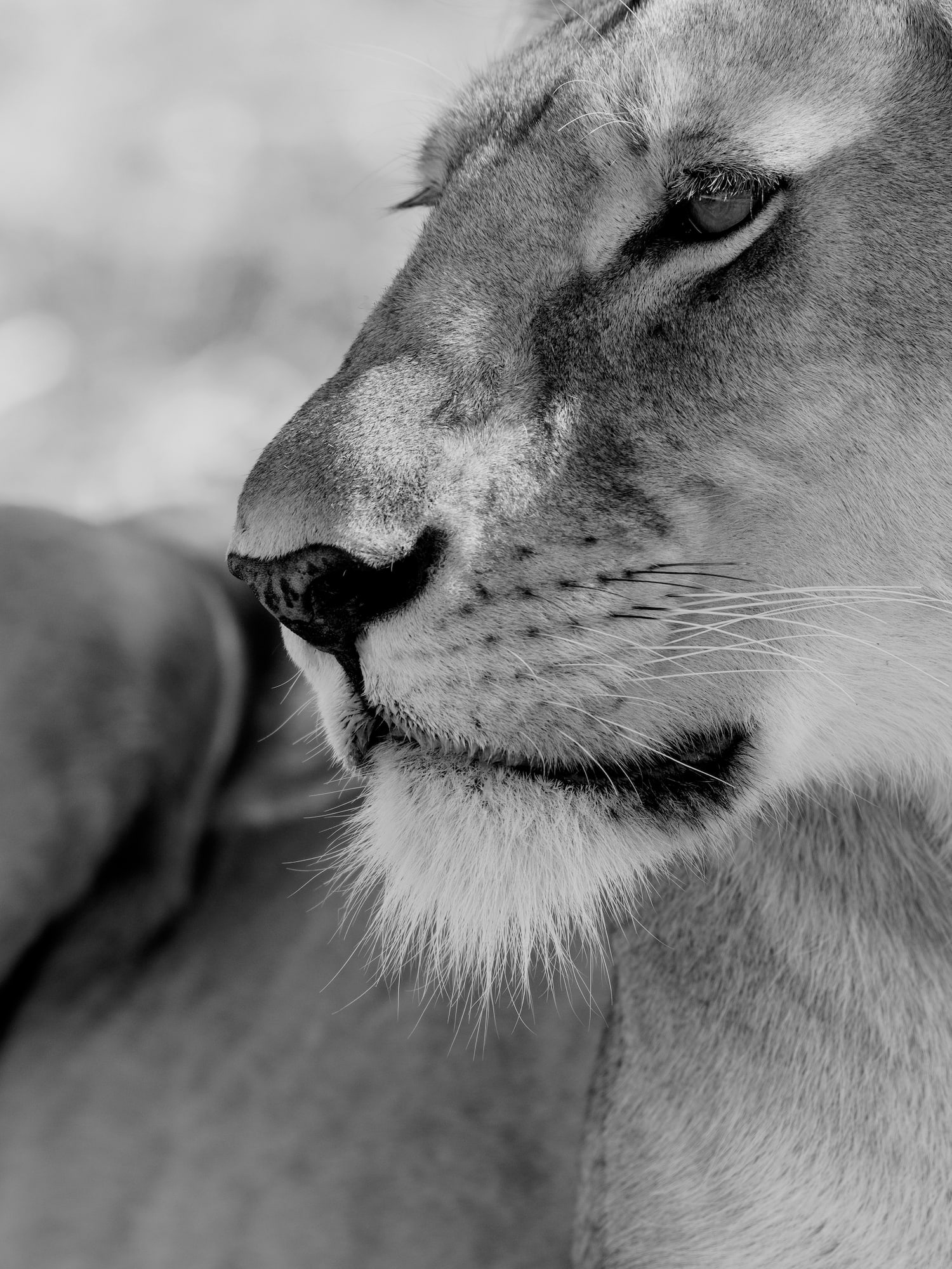a close up of a lion