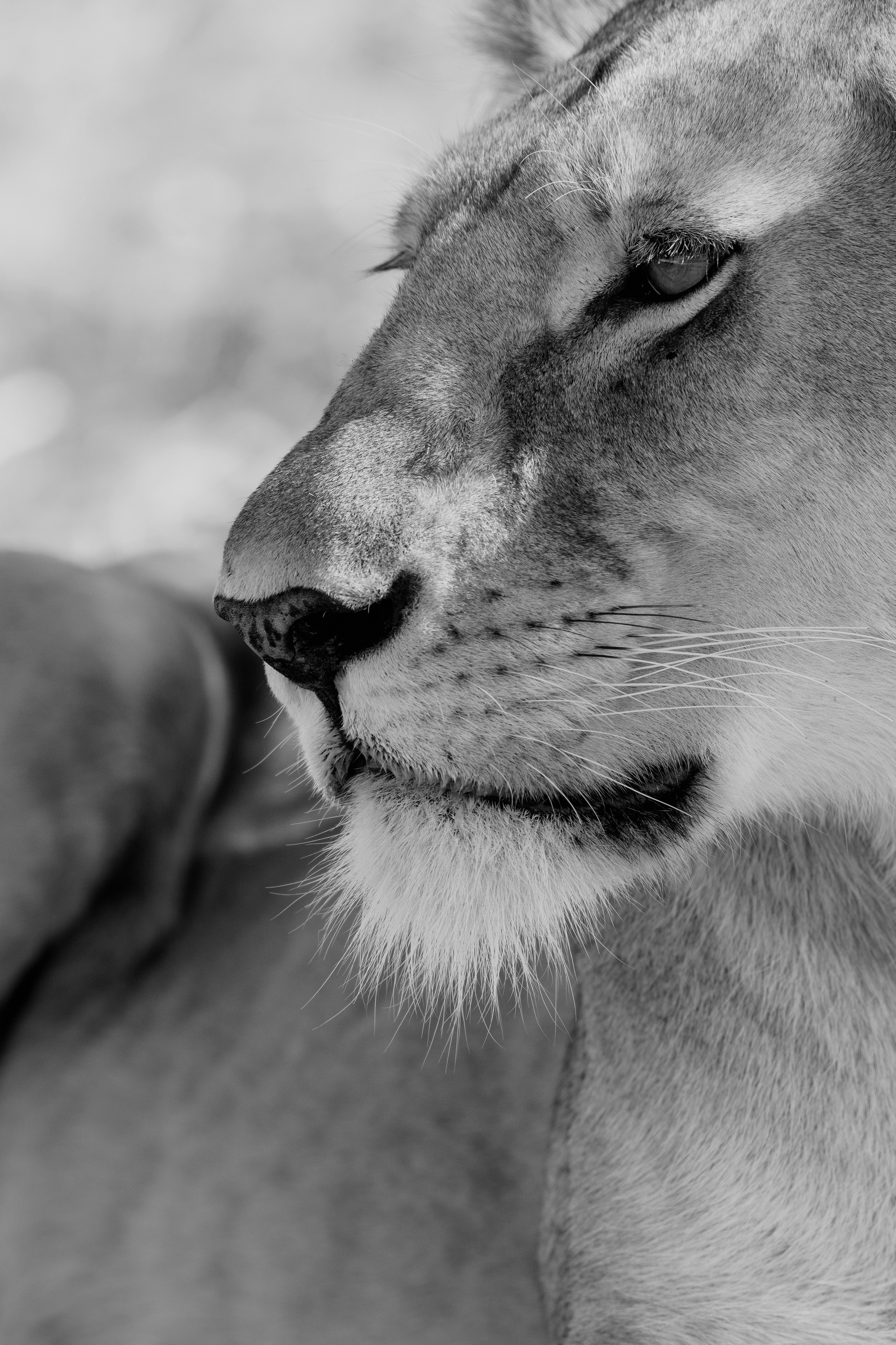 Black and white close-up profile of a lioness with detailed fur and eye.