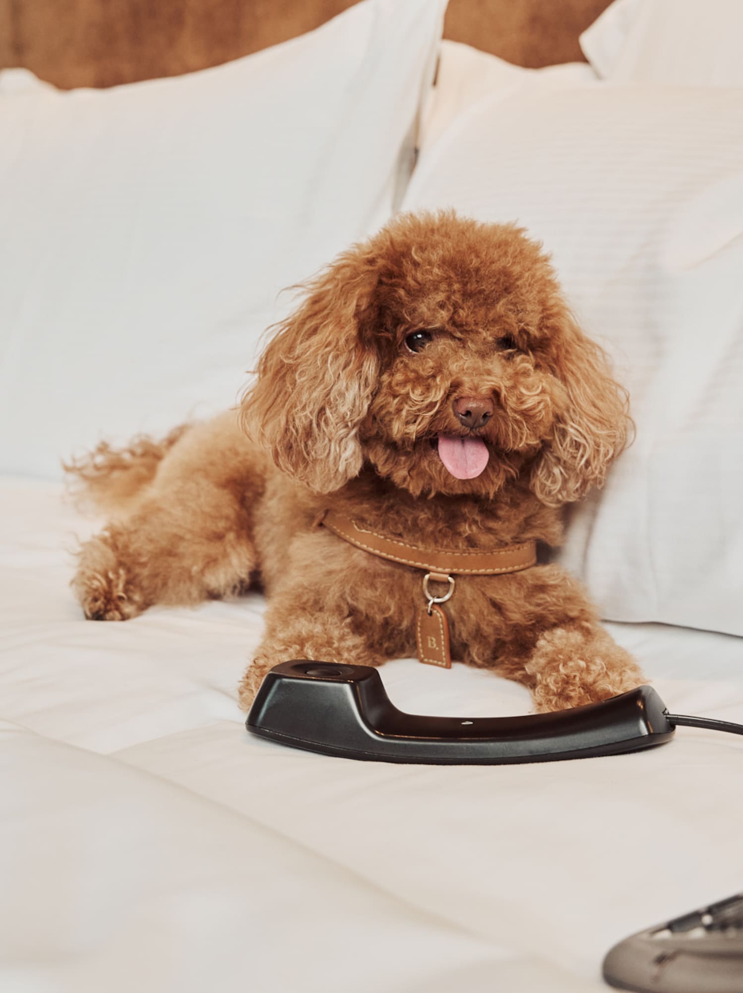 Brown poodle relaxing on white hotel bed, pet-friendly room.