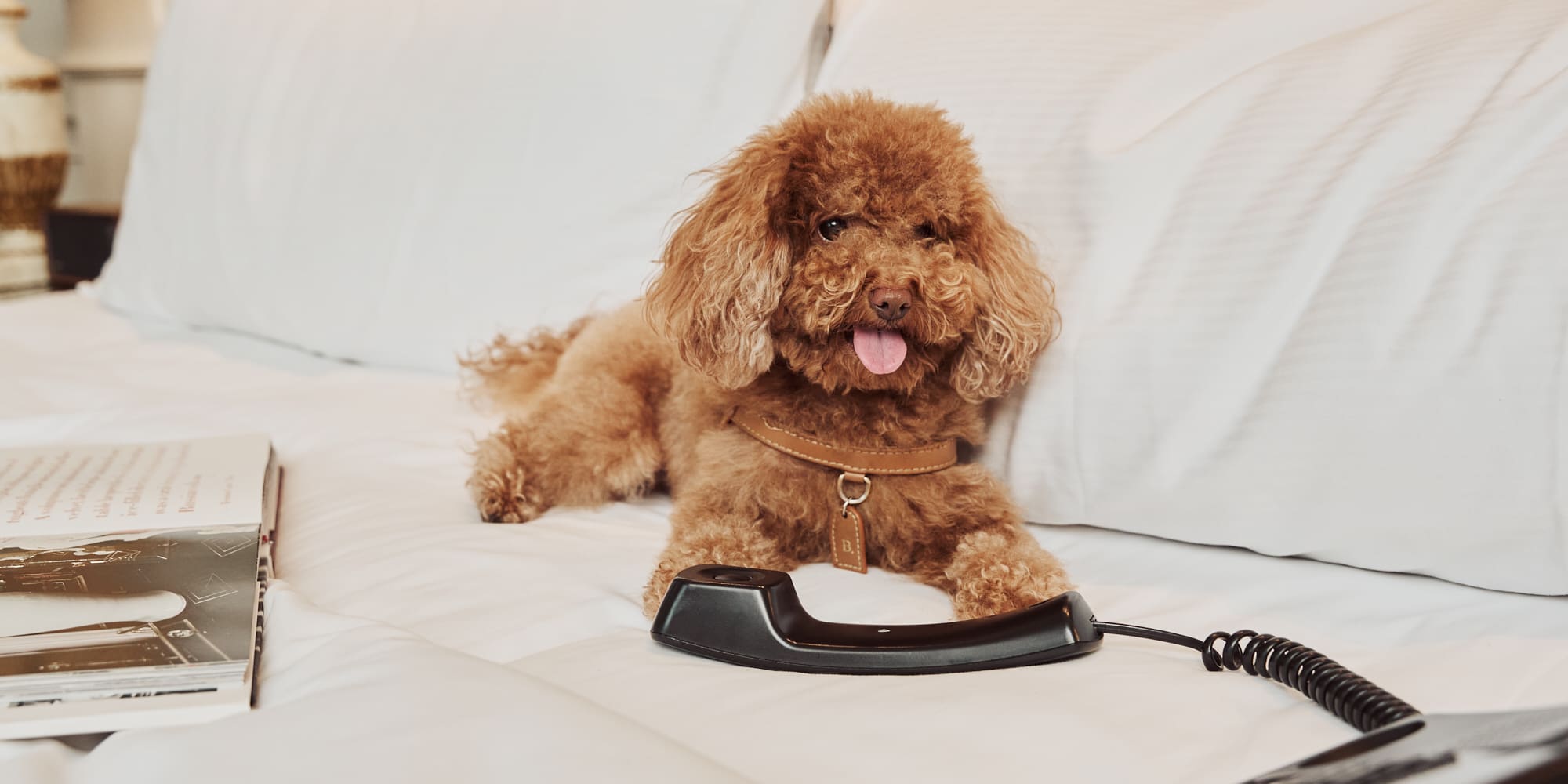 a dog lying on a bed with a phone and keyboard