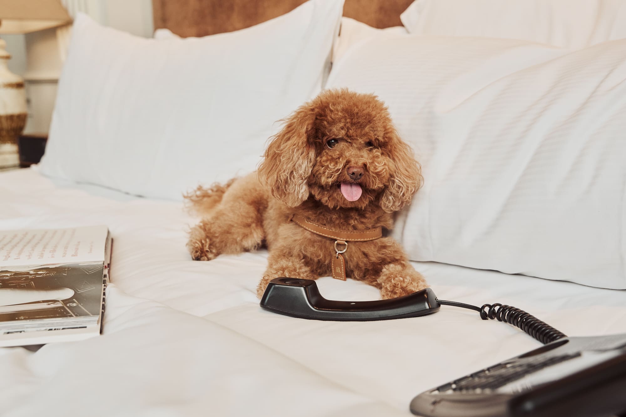 a dog lying on a bed with a phone and keyboard