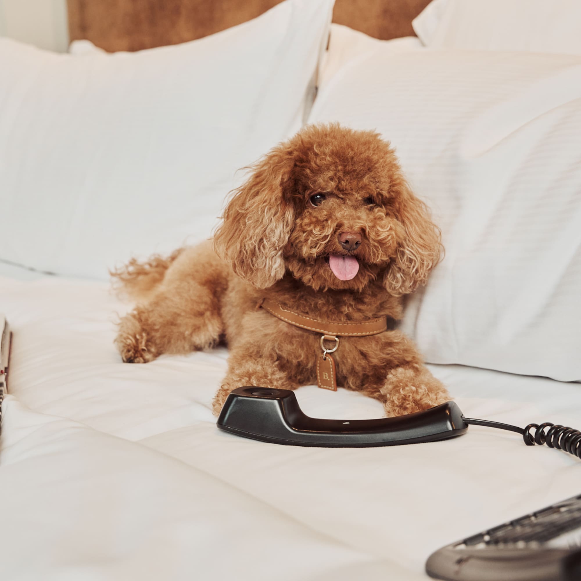 Brown poodle relaxing on white hotel bed, pet-friendly room.