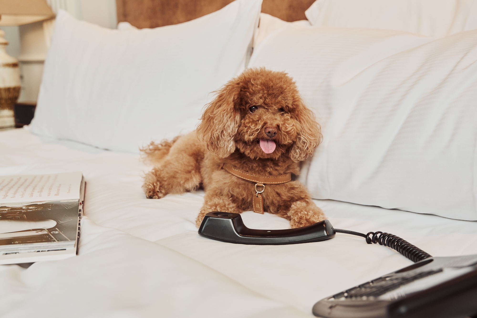 Brown poodle relaxing on white hotel bed, pet-friendly room.