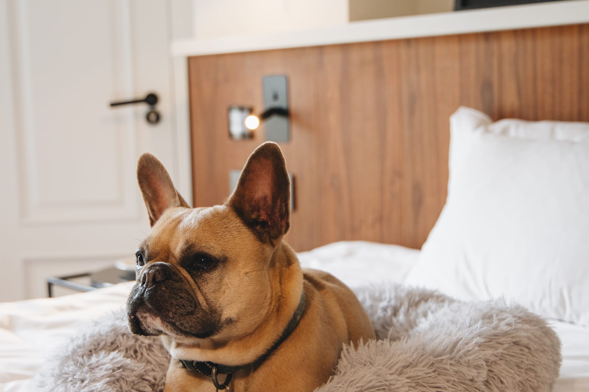 a dog lying in a bed