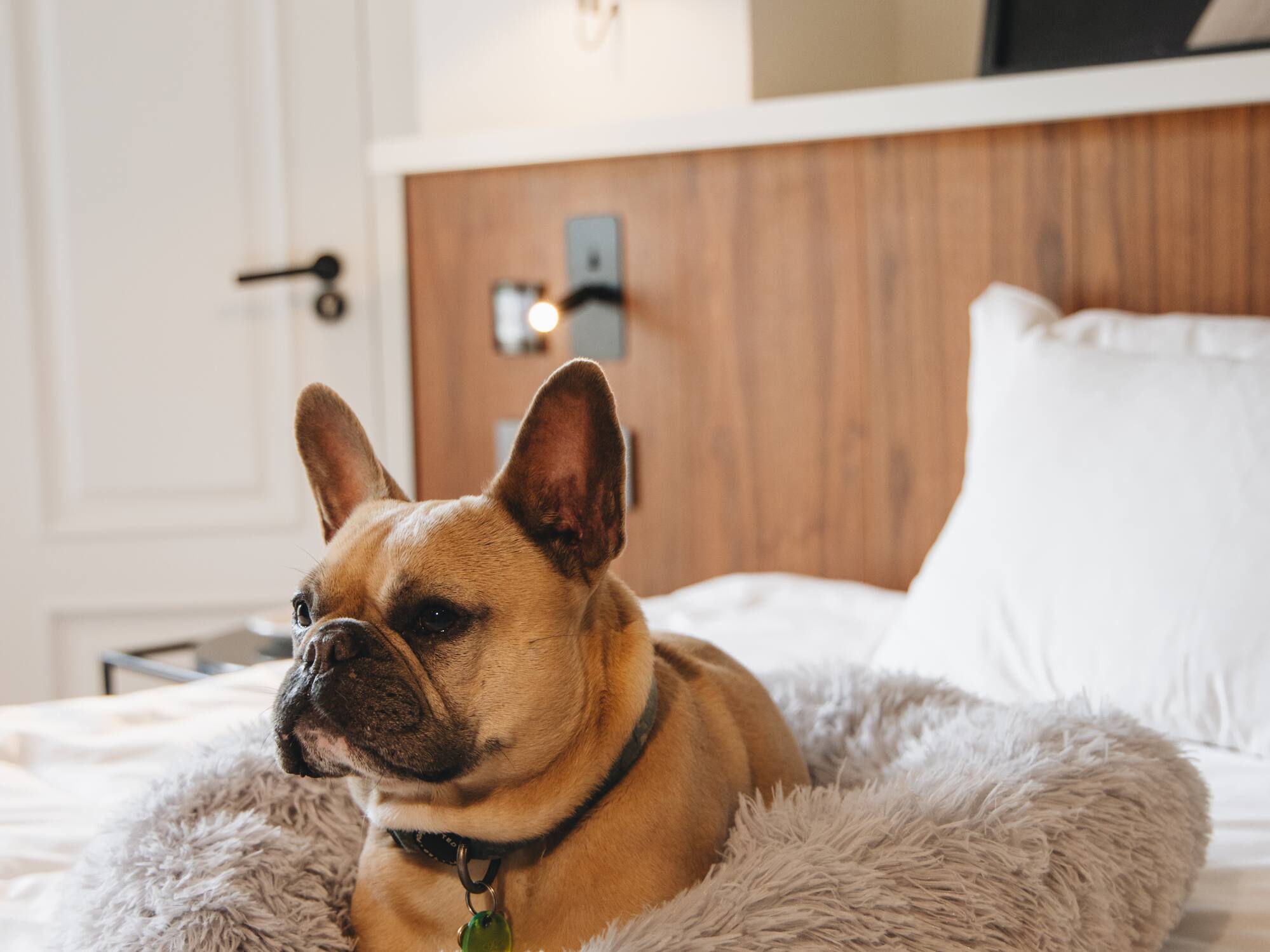a dog lying in a bed