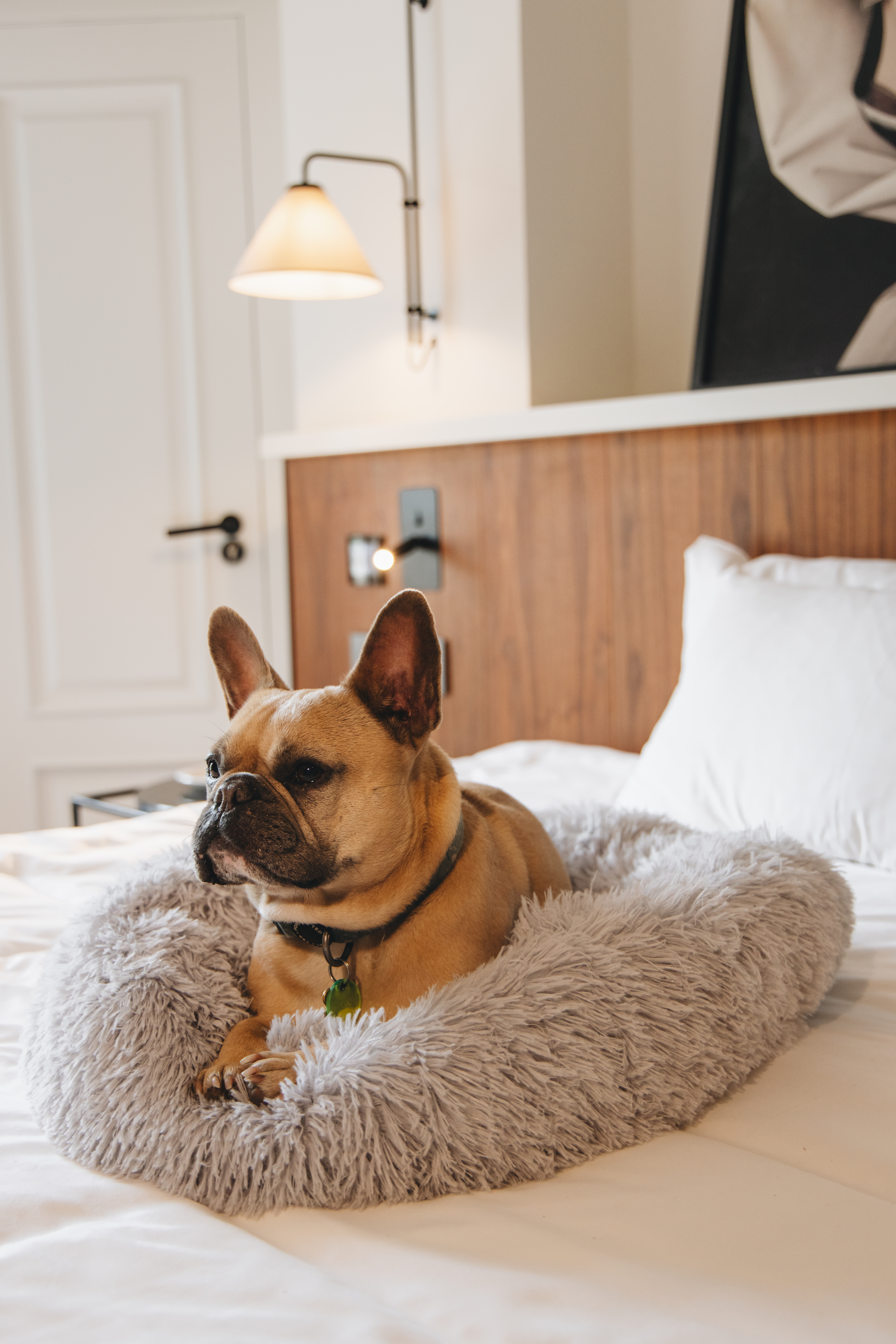 Fawn French Bulldog in fluffy grey dog bed on hotel room bed.