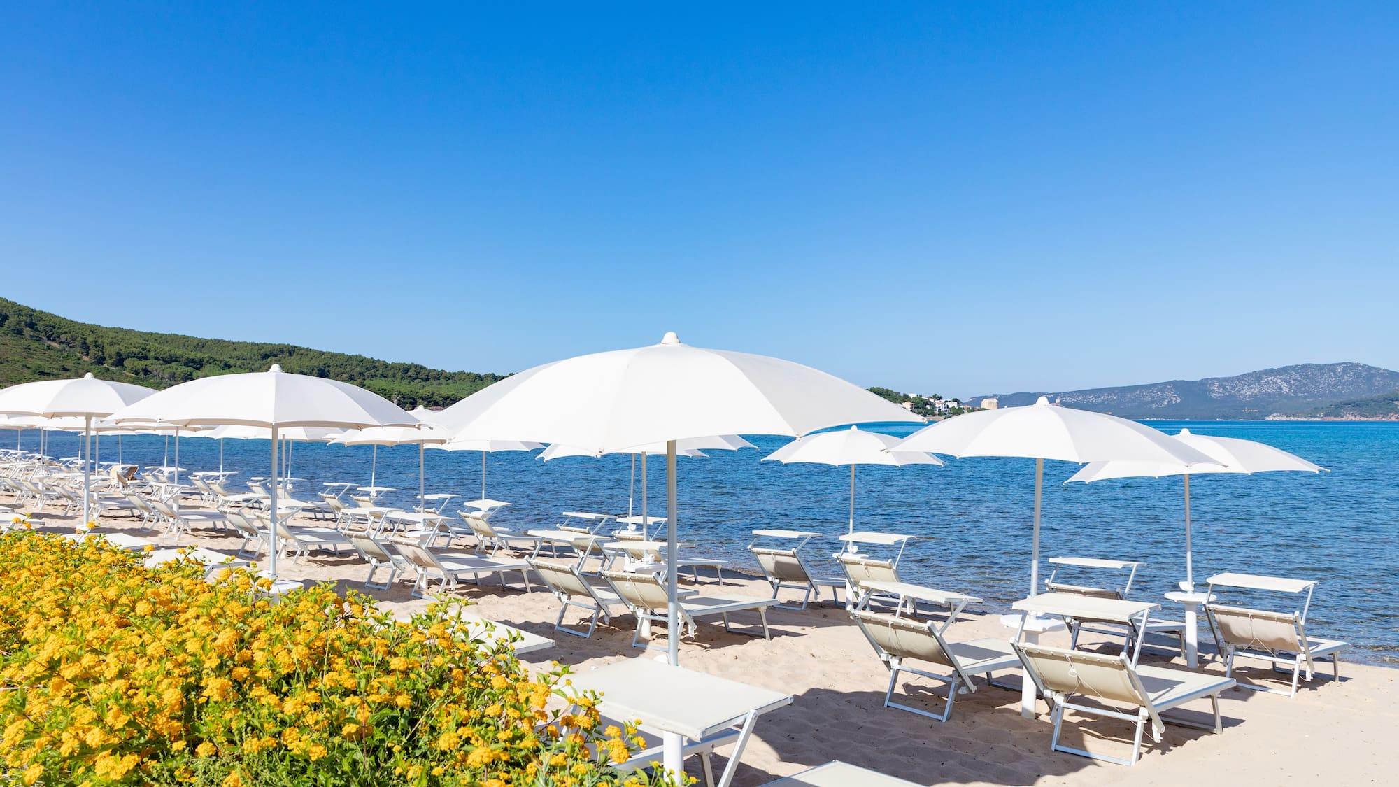 Sunny beach with white umbrellas, sun loungers, yellow flowers, blue ocean.