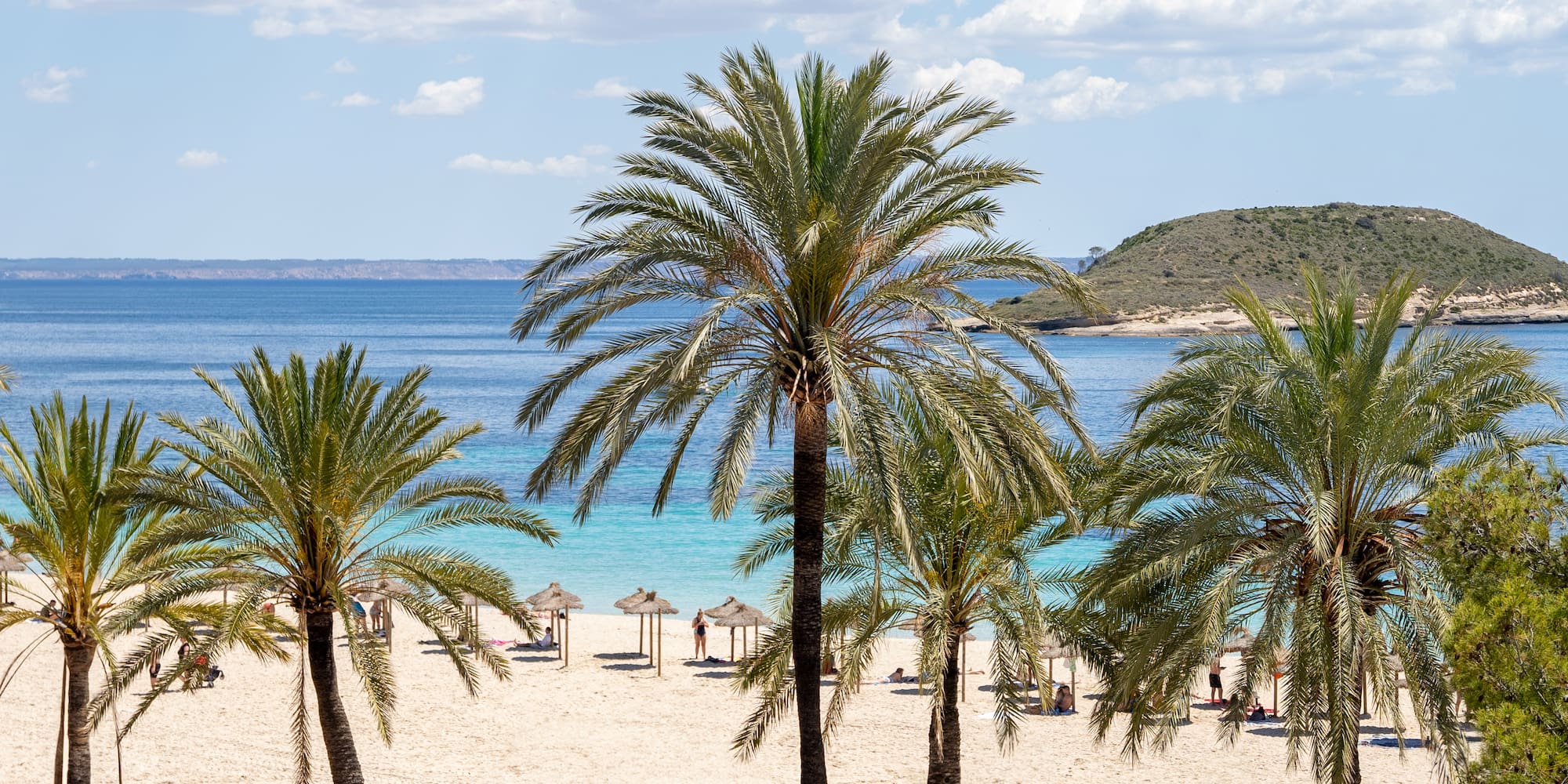 a group of palm trees on a beach