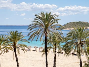 a group of palm trees on a beach