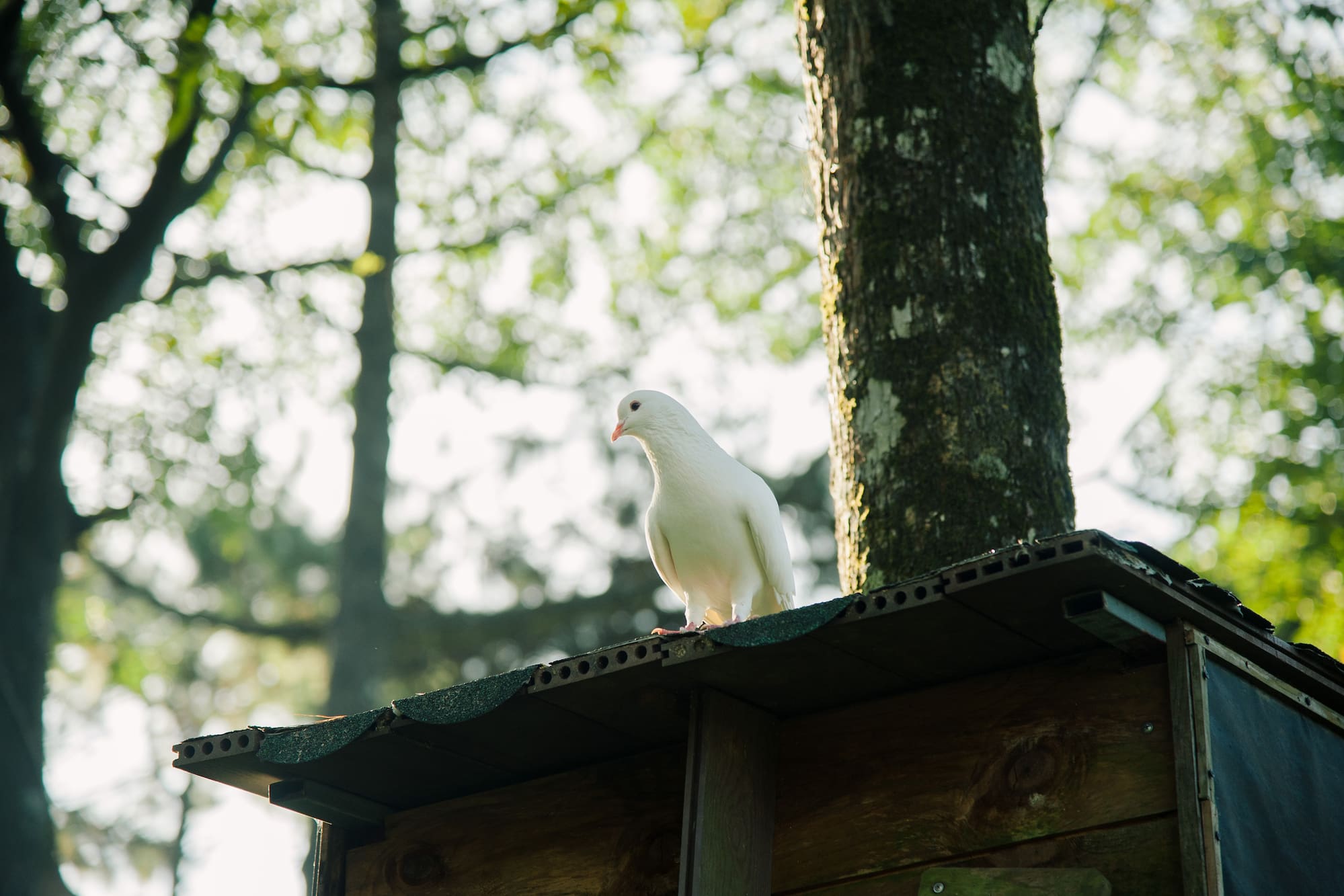 a white bird on a roof