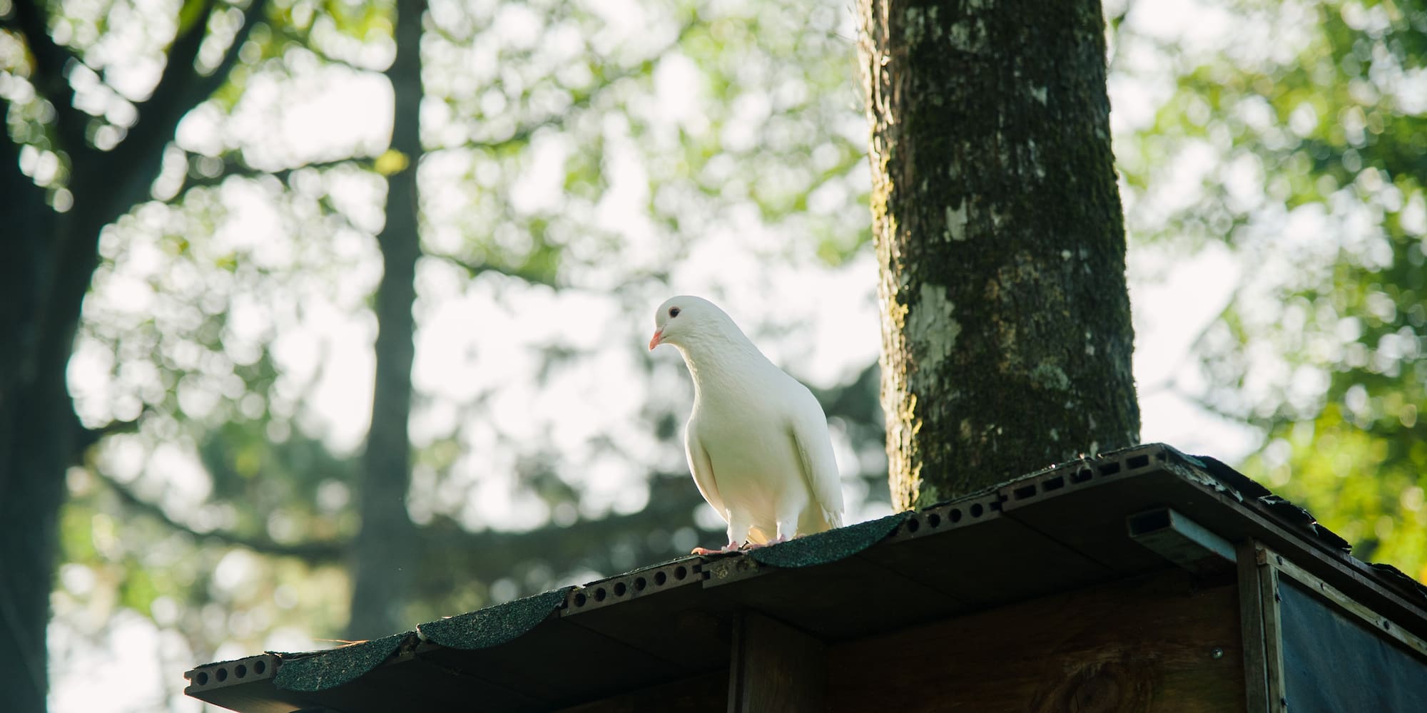 a white bird on a roof
