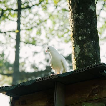 a white bird on a roof