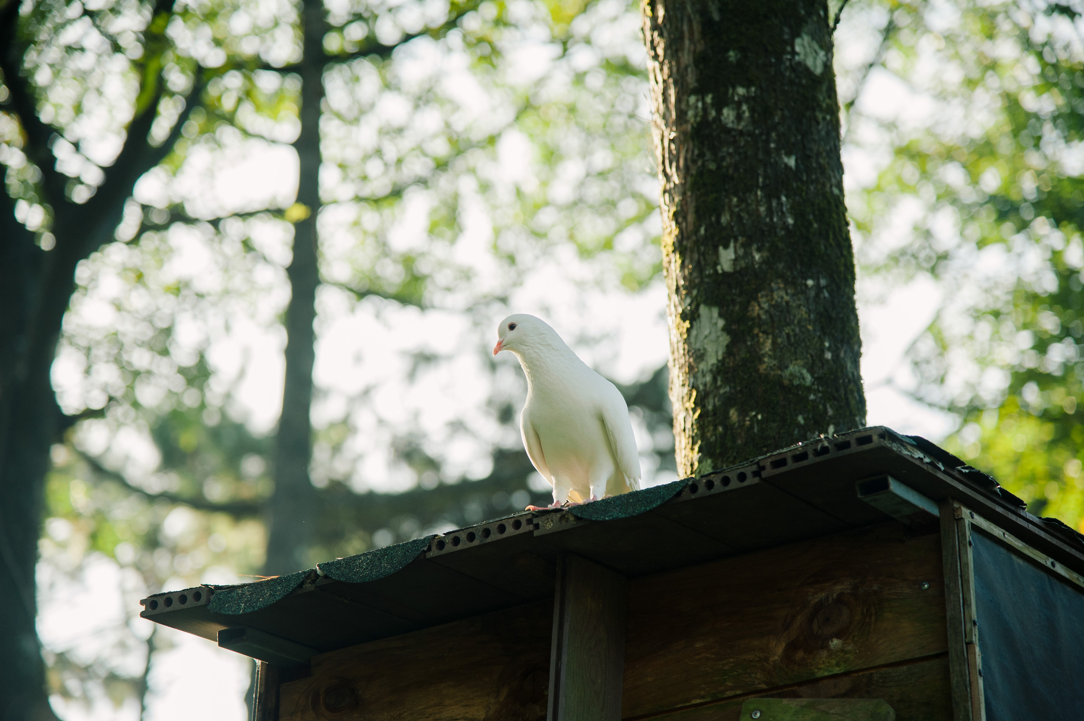 a white bird on a roof