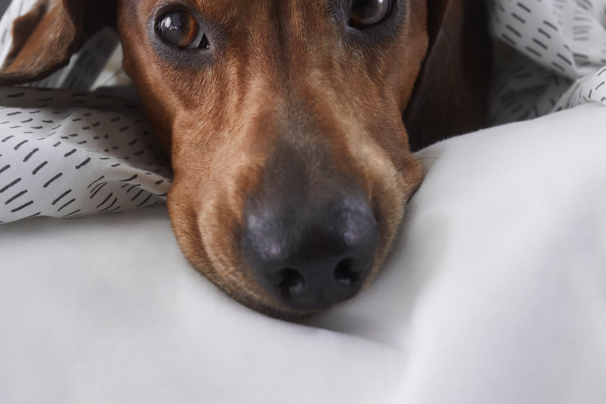 a dog lying on a bed