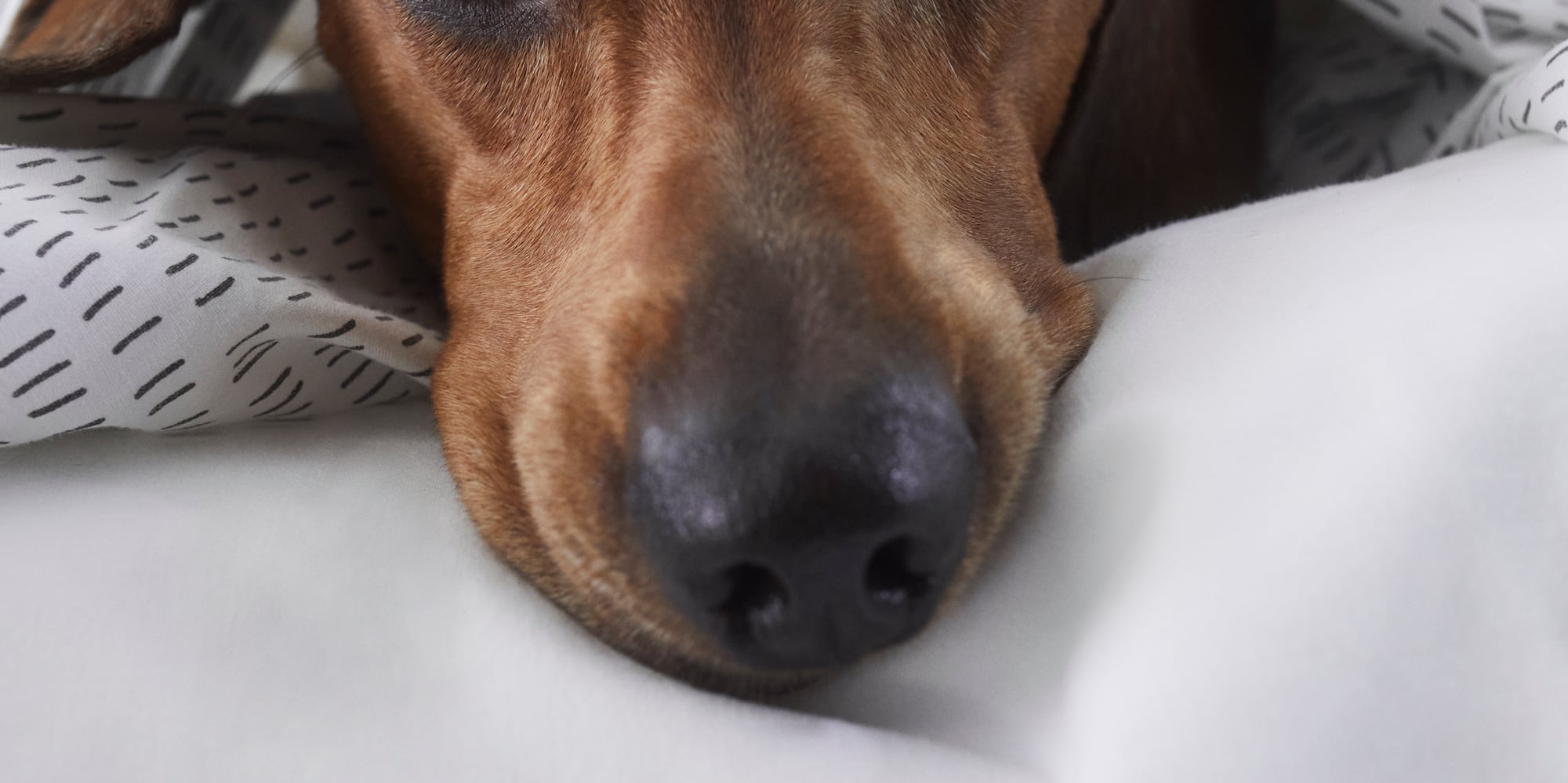 a dog lying on a bed