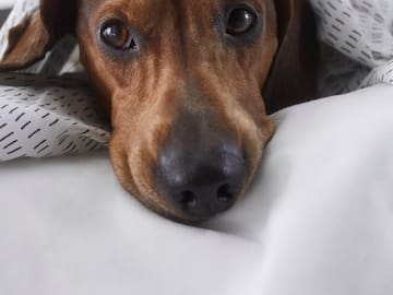 a dog lying on a bed