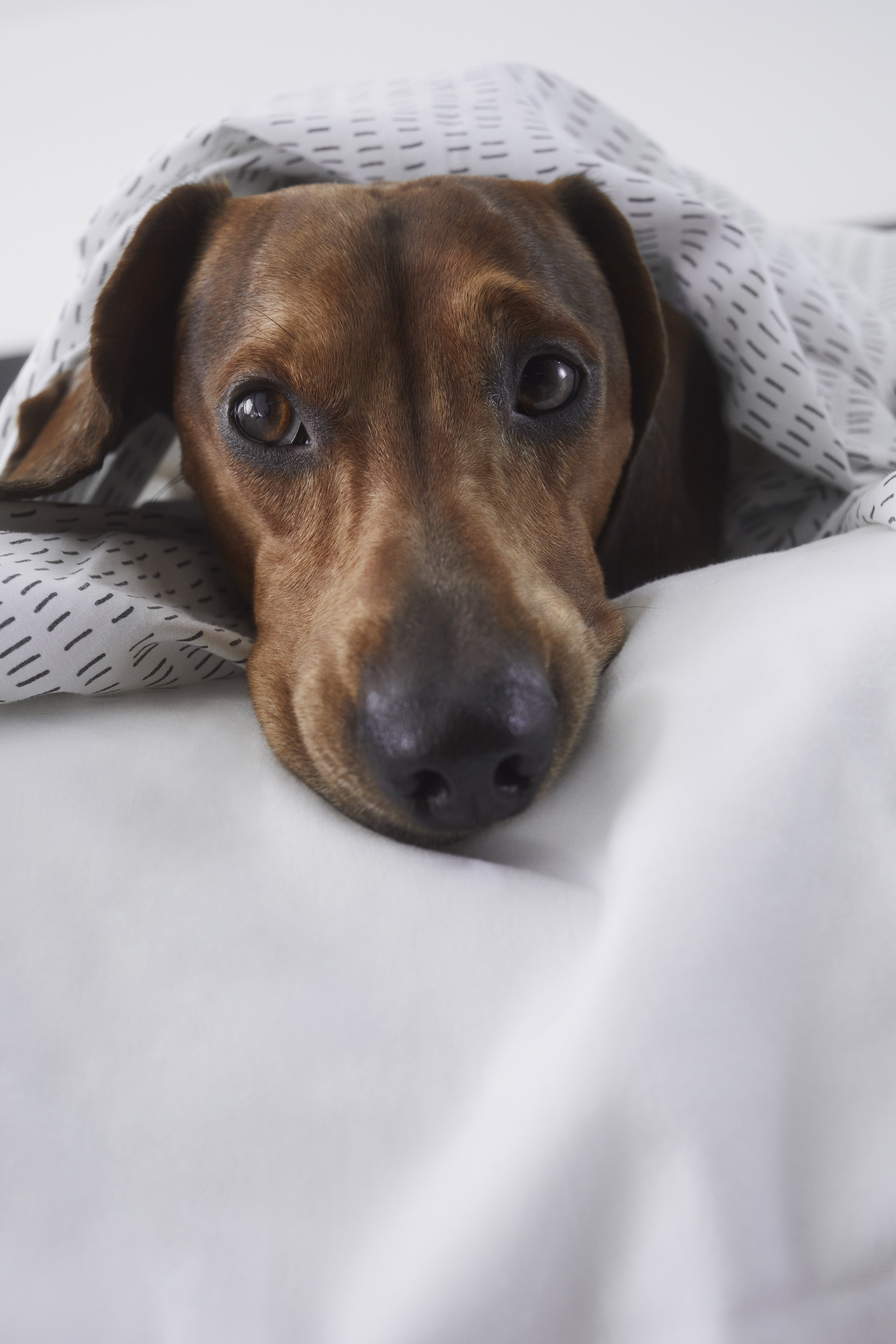 Close-up of brown dachshund dog resting under patterned blanket.