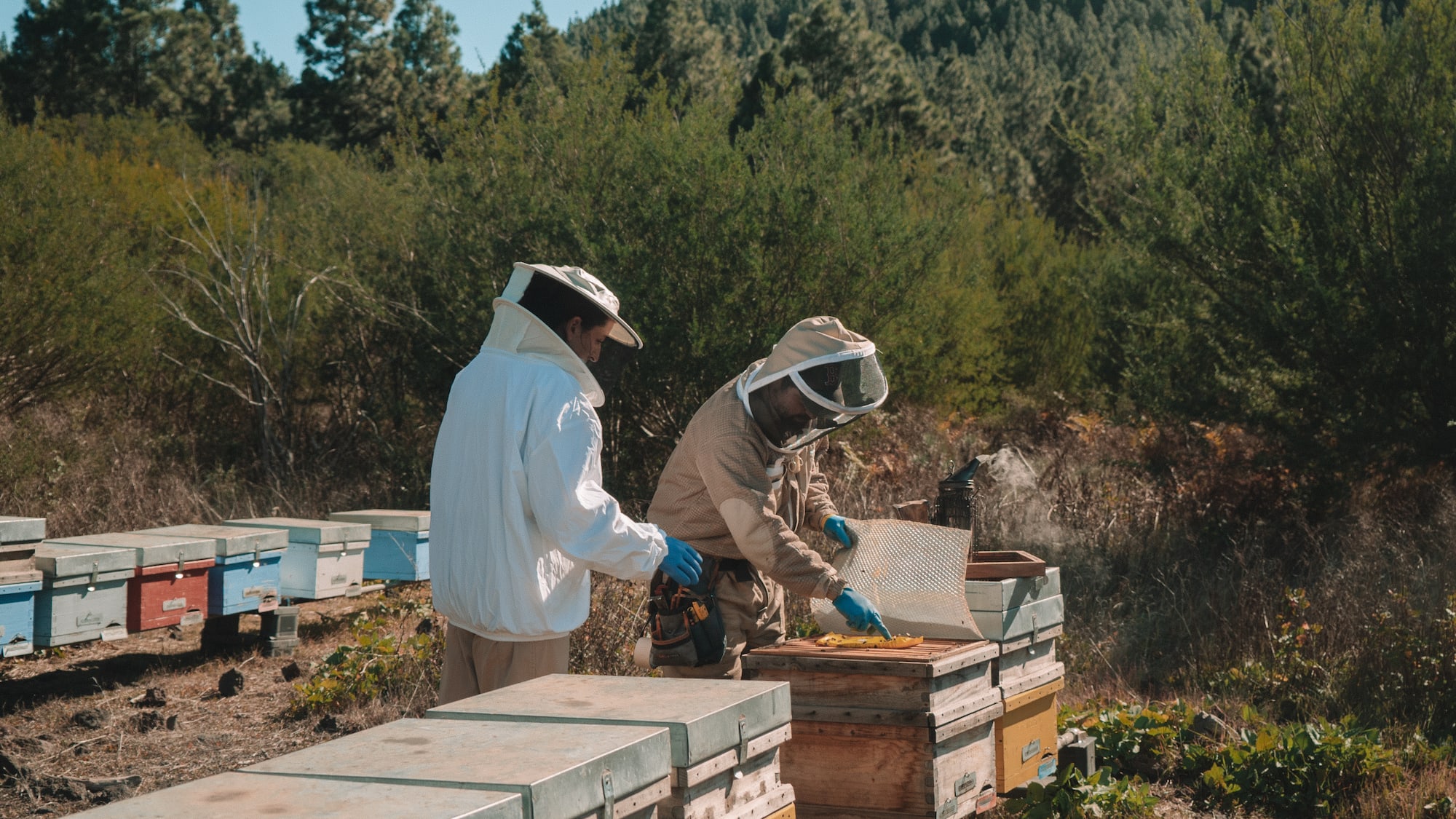 two men wearing white protective gear outside with beehives