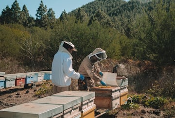 two men wearing white protective gear outside with beehives