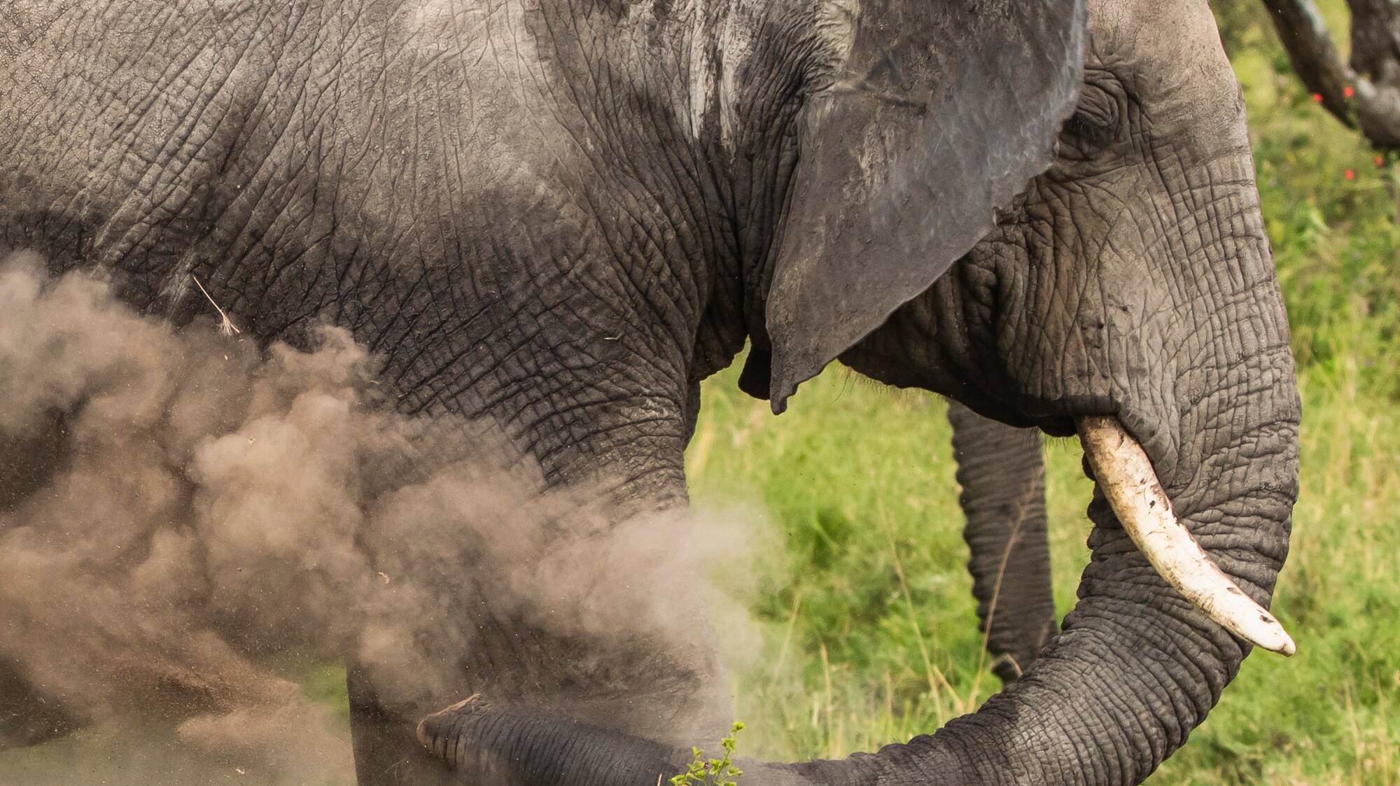 an elephant with tusks and dirt