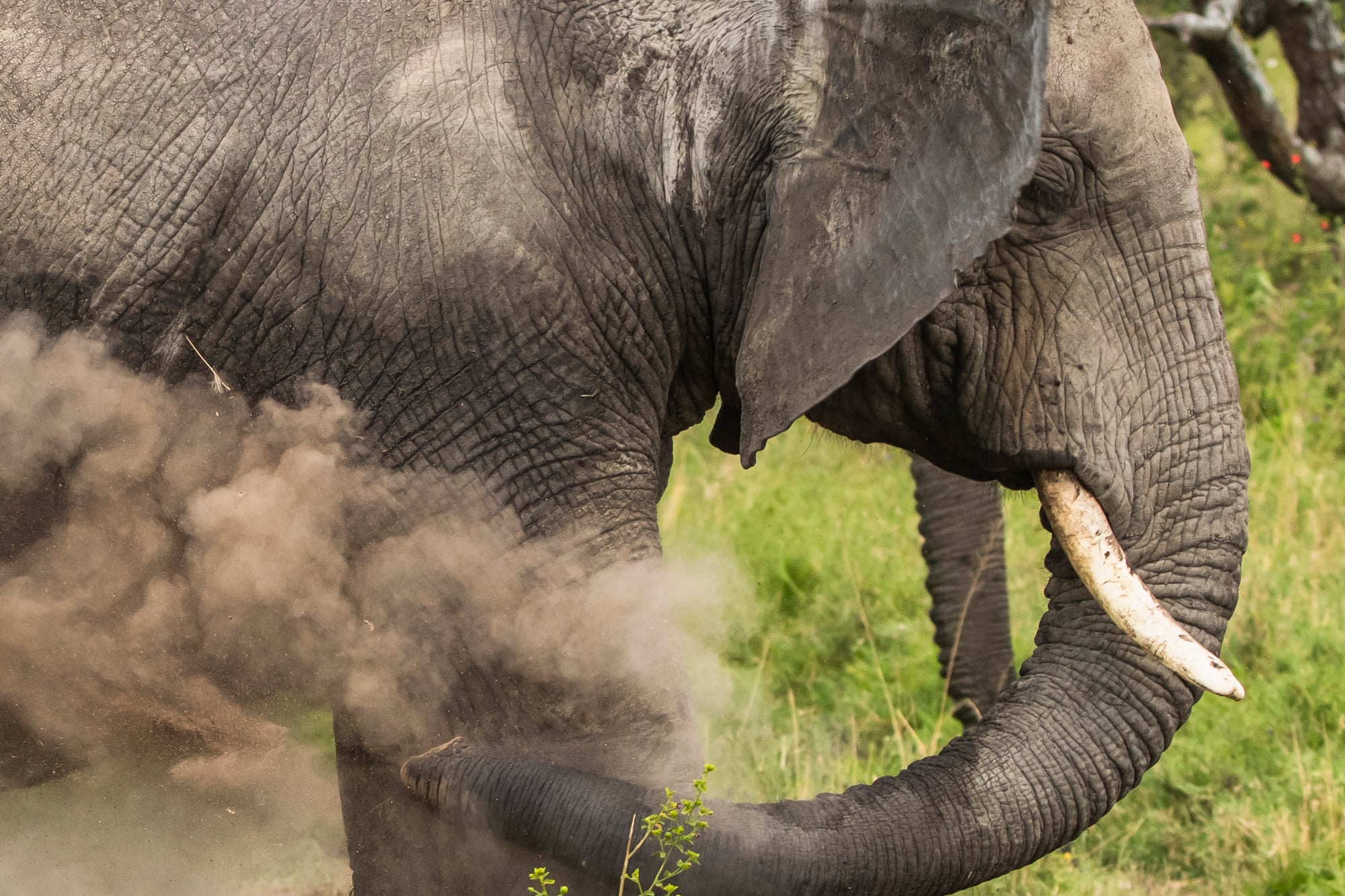 an elephant with tusks and dirt