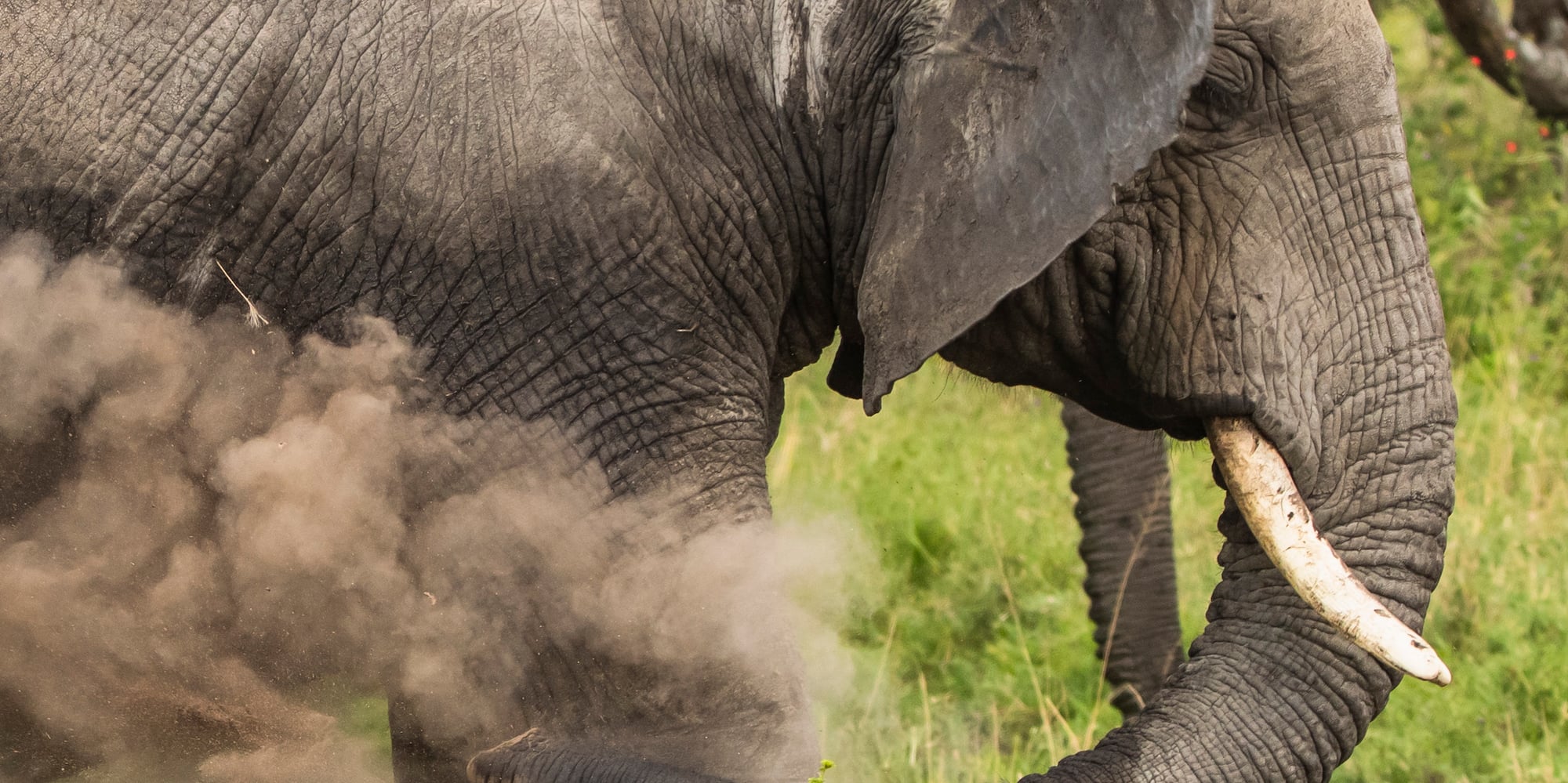 an elephant with tusks and dirt