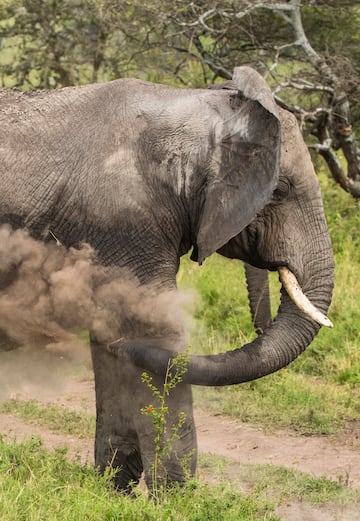 an elephant with tusks and dirt