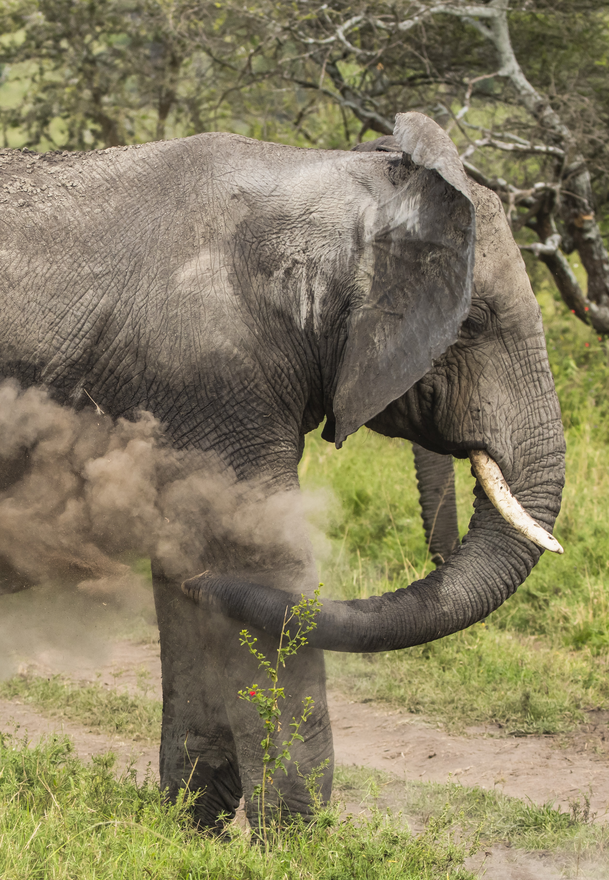 Elephant dust bathing, spraying a cloud of dirt with its trunk.