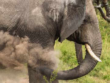 an elephant with tusks and dirt