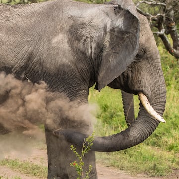 an elephant with tusks and dirt