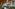 Luxurious hotel lobby atrium with curved wooden ceiling, palm trees, water feature.