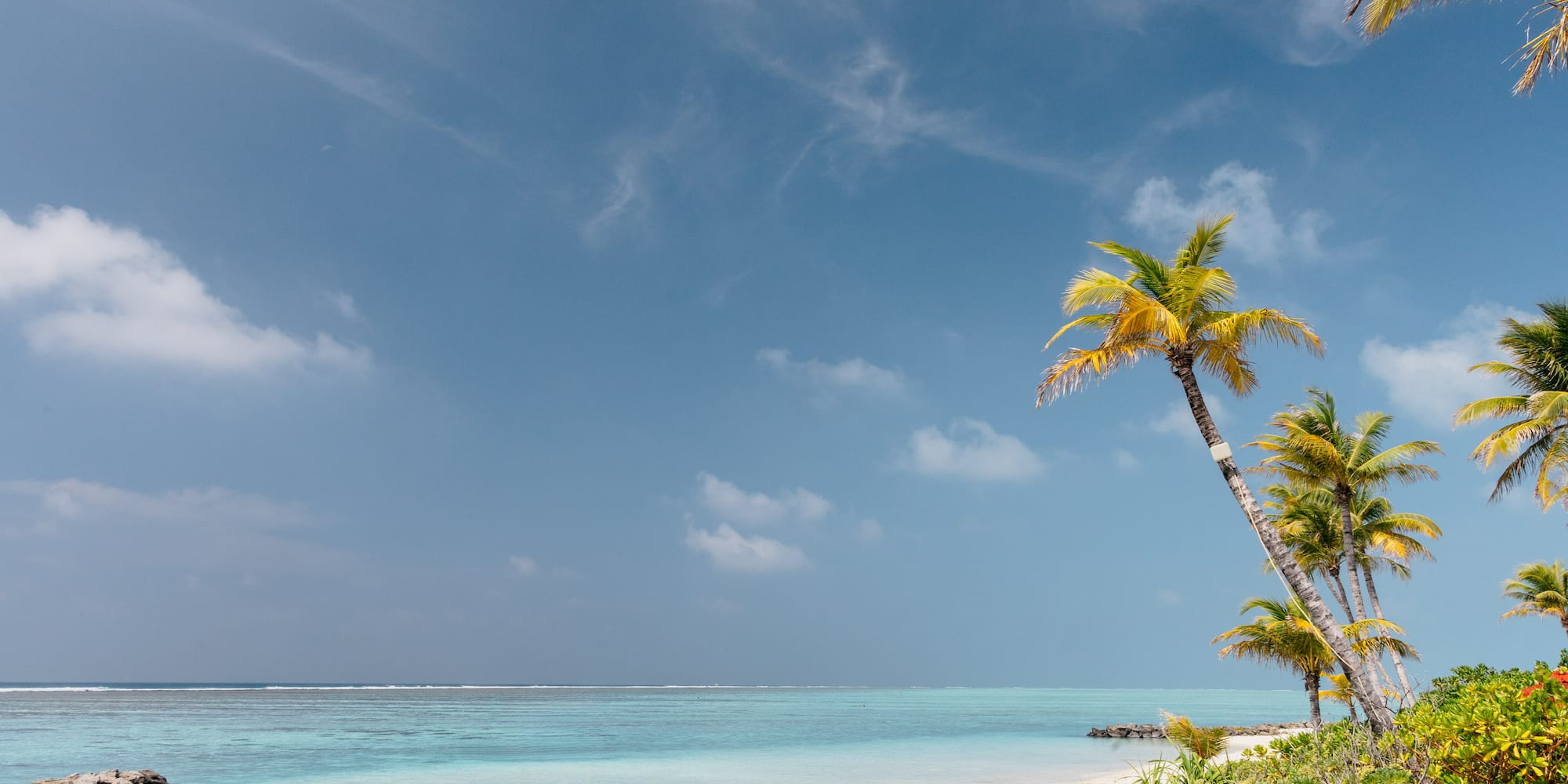 a palm trees on a beach