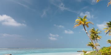 a palm trees on a beach