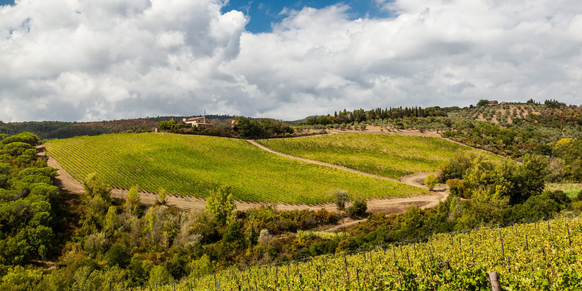 Green Tuscan vineyards on rolling hills under a blue sky with white clouds.