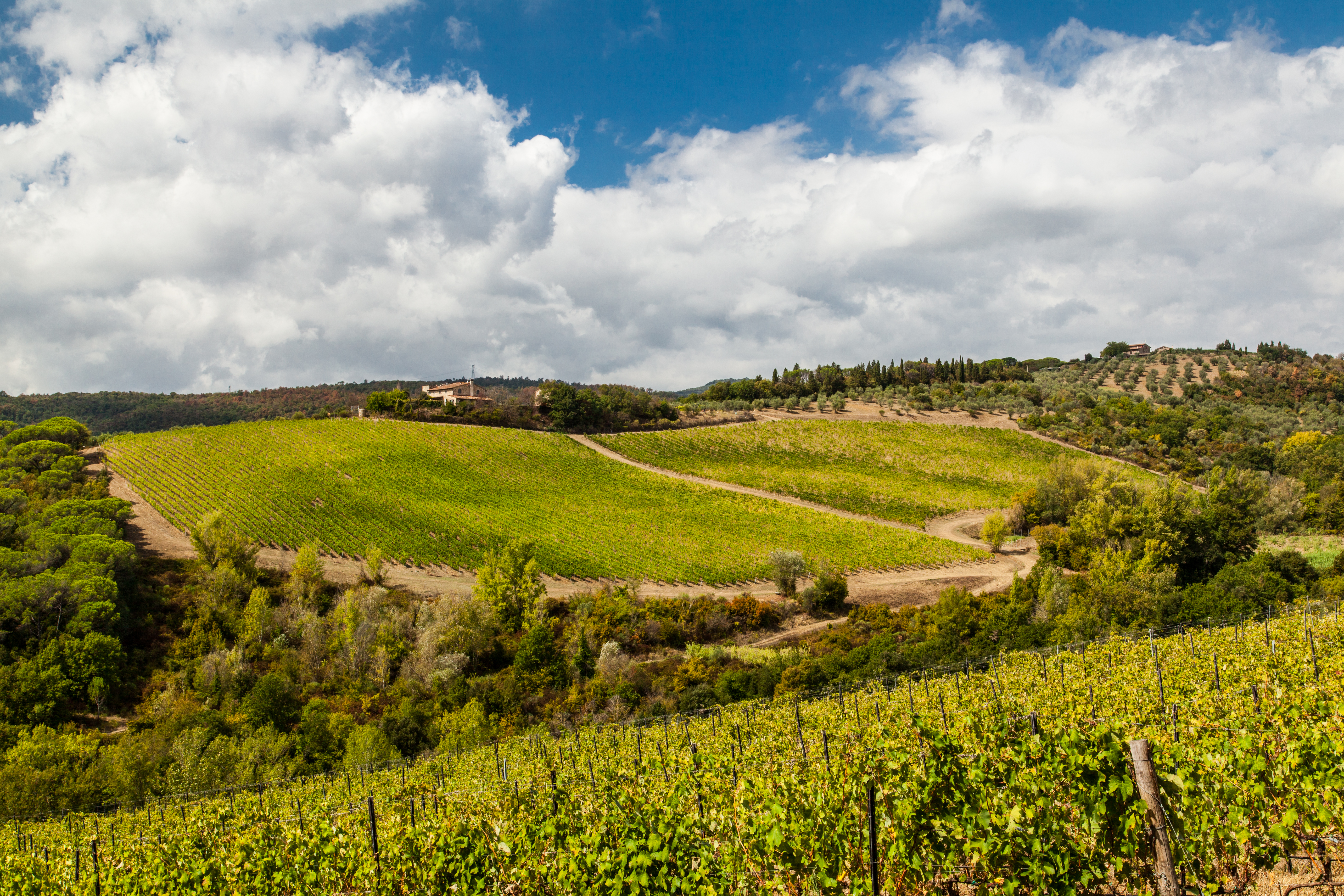 Green Tuscan vineyards on rolling hills under a blue sky with white clouds.