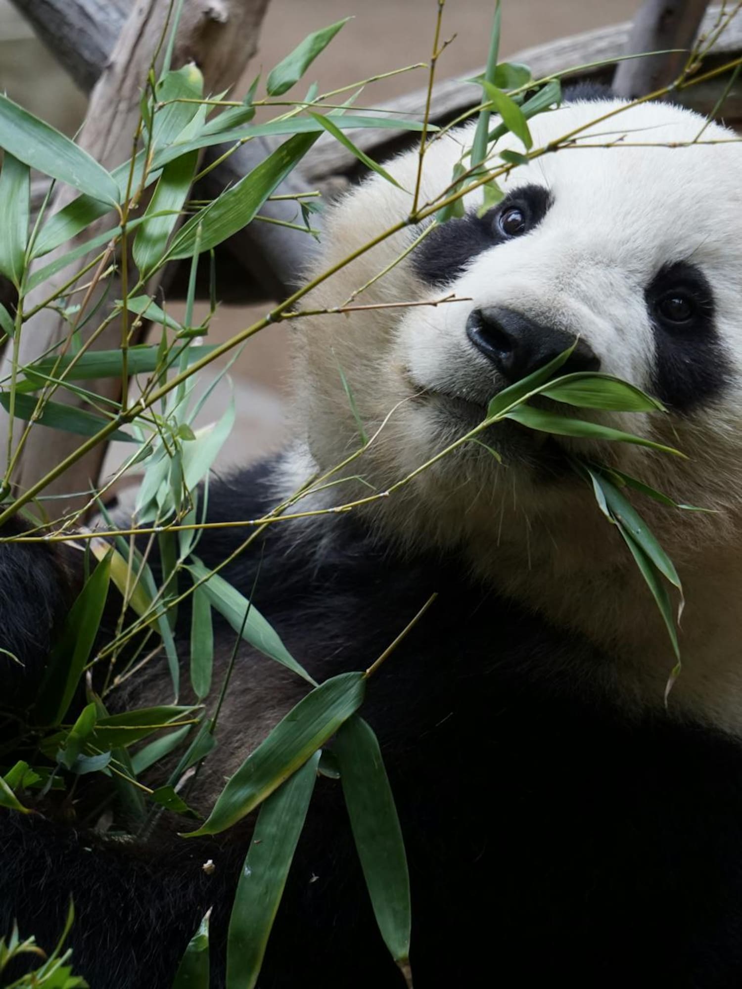 a panda eating leaves from a tree
