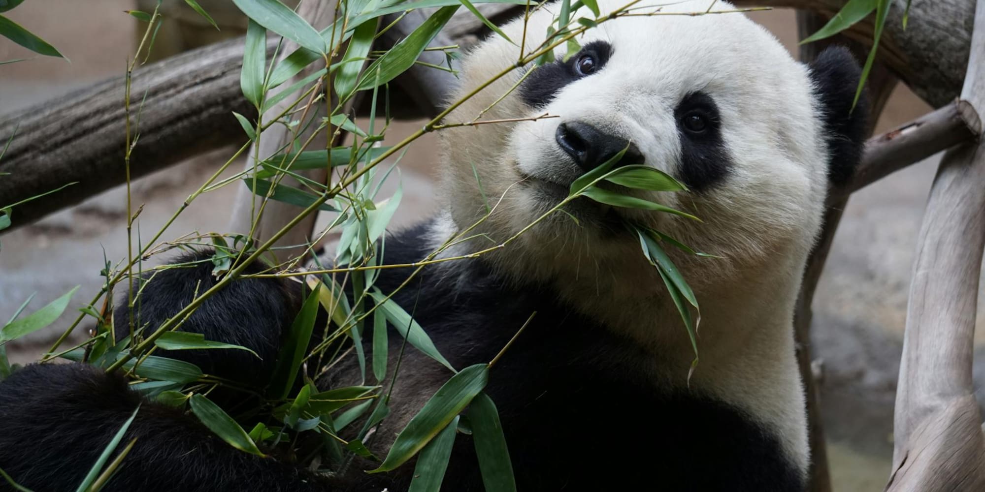 a panda eating leaves from a tree