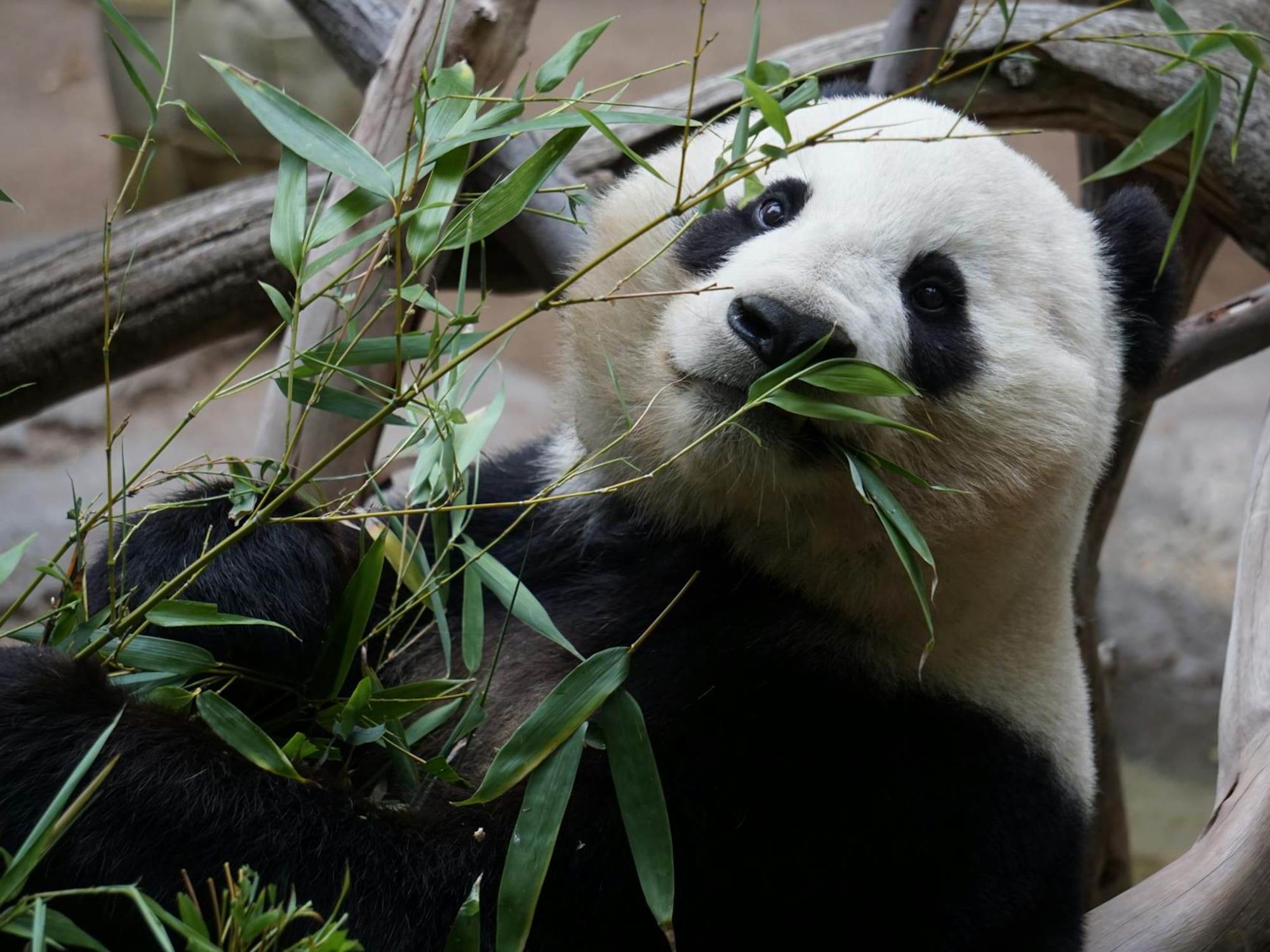 a panda eating leaves from a tree
