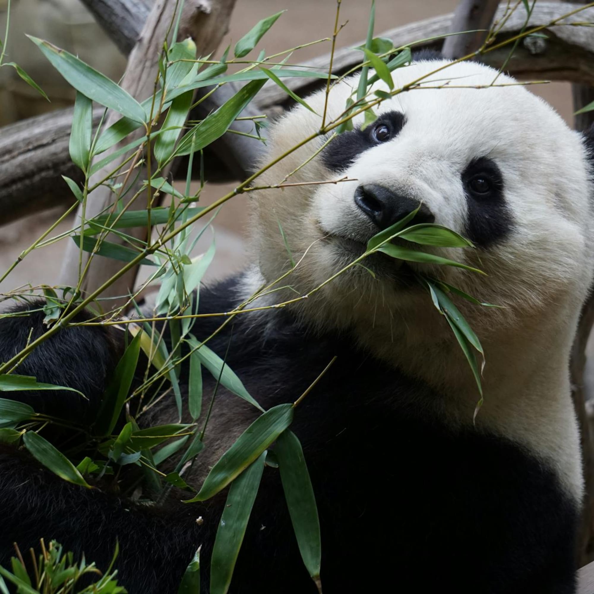 a panda eating leaves from a tree