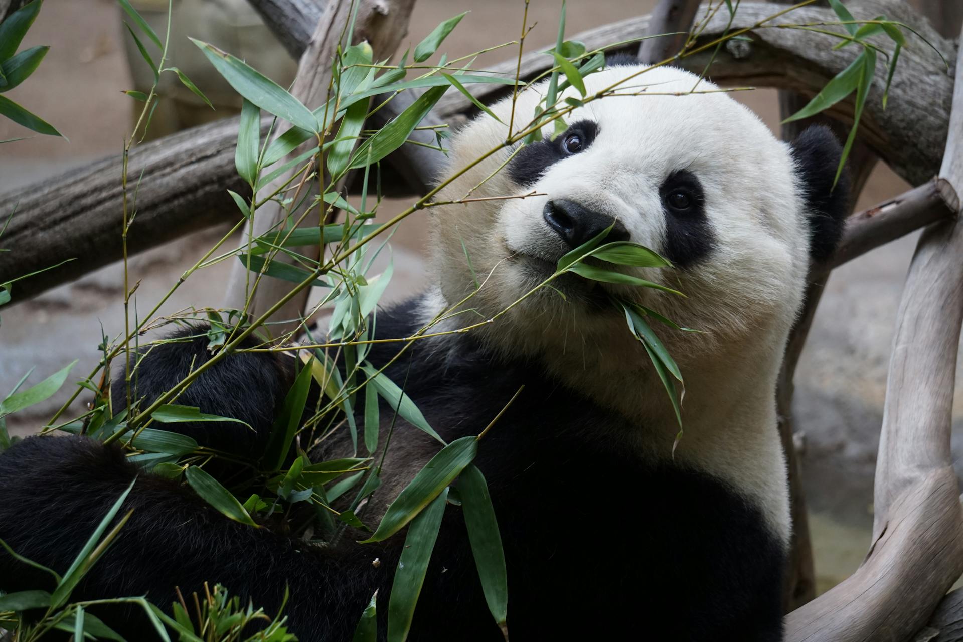a panda eating leaves from a tree