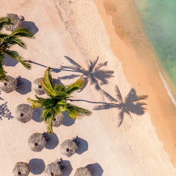 a beach with palm trees and umbrellas